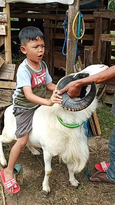 domba garut adu ngamuk