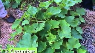Central Florida Gardening - Vegetable Gardening
