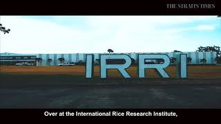 Helping rice farmers fight climate change