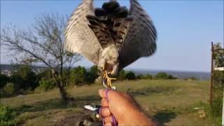 Atmaca ve Atmacacı (sertifikalı) / Sparrowhawk Resimi