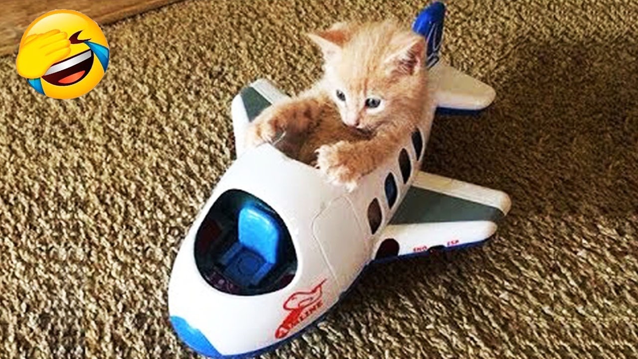 Try Not To Laugh 😍 Best Funny Cats and Dogs Videos 2026 😻🐶 Part 17