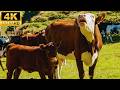 4K RELAXING FARM ANIMALS VIDEO RELAXING FARM ANIMAL SOUNDS 
