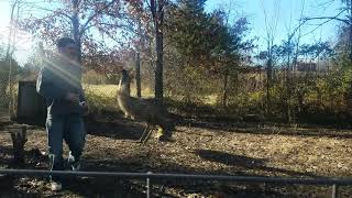 Ryan getting attacked by Emu