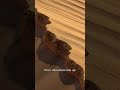 The Desert That Sings When the Sand Moves