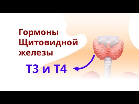 Видео: Какая железа внутренней секреции секретирует трийодтиронин и тироксин?