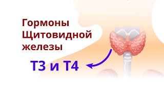 Гормоны щитовидной железы. Механизм действия и органы мишени. Тироксин - не лучший для похудения