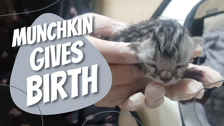 Video 1451951: munchkin cat american, shorthair munchkin cat, cat first