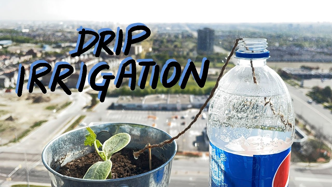 Plastic Bottle Drip Irrigation Watering plants while away from home