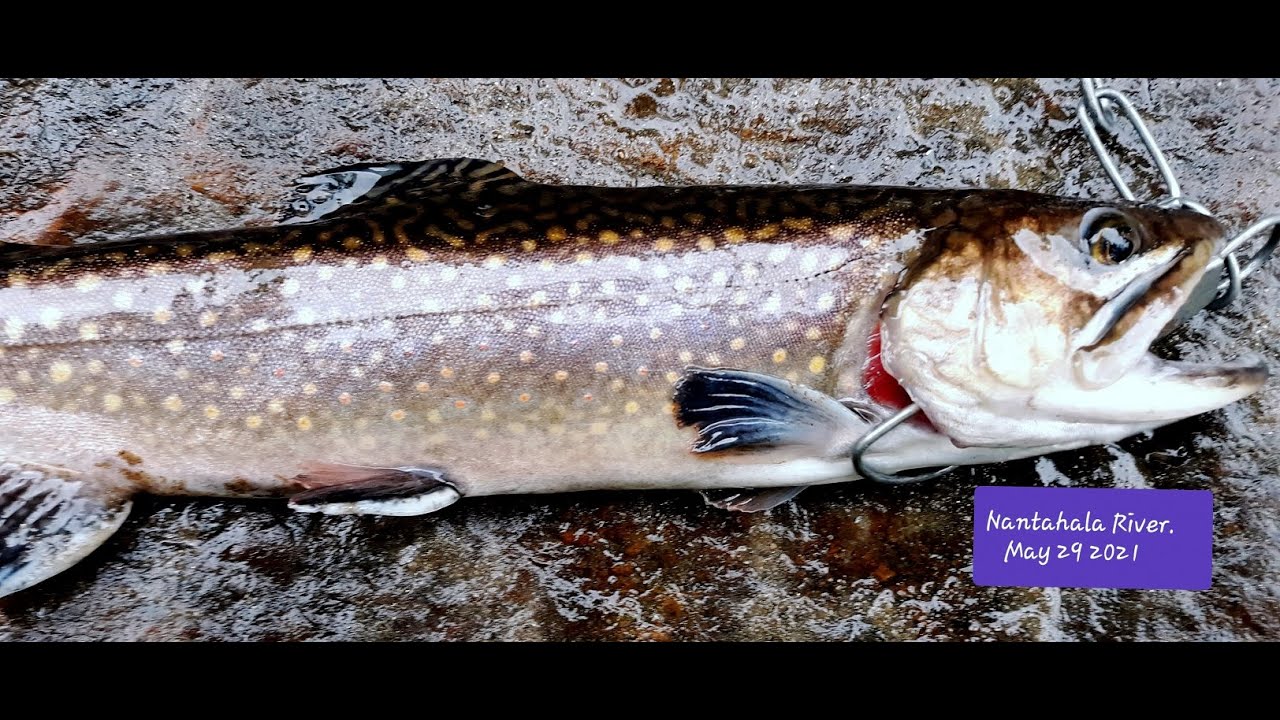 Nantahala River Trout Fishing Saturday Morning. May 29 2021. YouTube