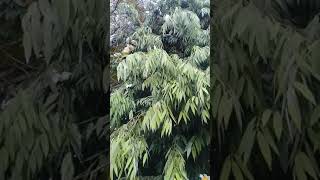 Iron Wood Naa Treemesua Ferreaceylon Iron Woodkeyu Tamil One