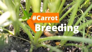 Seminis Carrot Breeding History