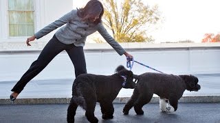 История домашних животных президентов США История домашних животных президентов США