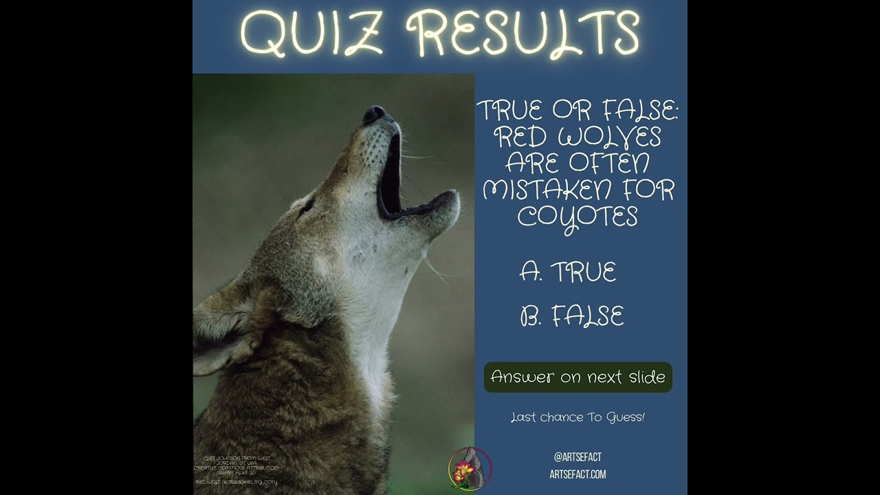 Quiz Results with Artsefact: Red Wolf