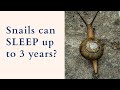 [ Snails can SLEEP up to 3 years? ]  The unique lifestyle of snails