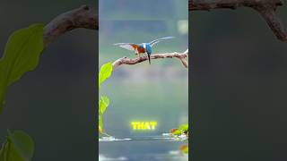 Humanitys Most Advanced Technologies Are, In Reality, All Just Copying Animals.