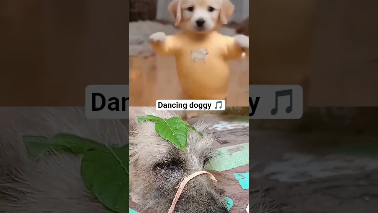 dancer #dog #viewskaisebadhaye #viewskaisebadhaye #viewskaisebadhaye #viewskaisebadhaye