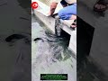 Smart Fish Transfer Trick — No Nets Needed! 🐟💦