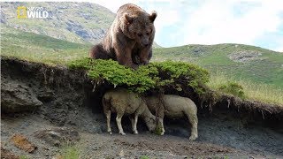 National Geographic | Giant Prehistoric Bear | New Documentary HD 2018