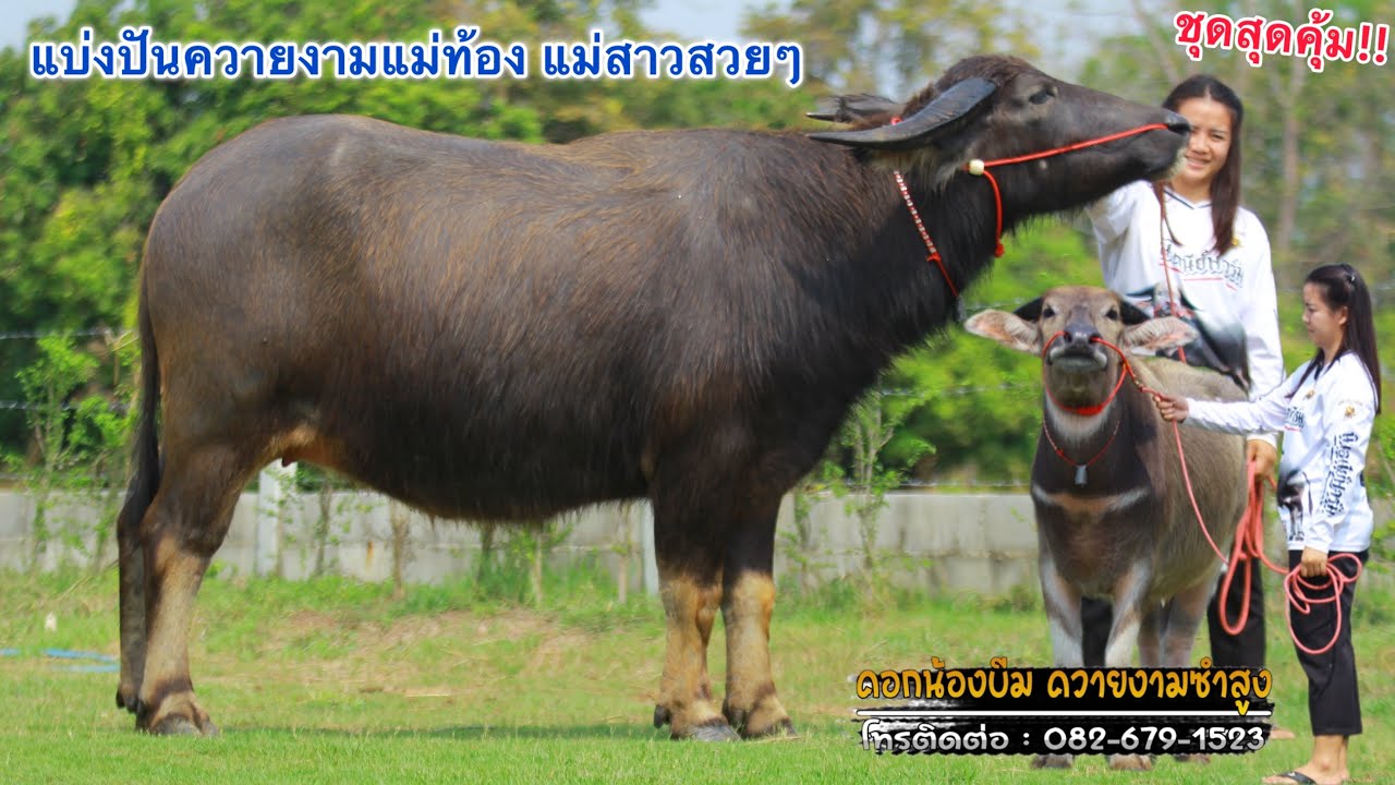(26/02/69)แบ่งปันควายท้องสูง148+สาวน้อยอนาคตไกล คอกน้องบีม☎️082-679-1523 