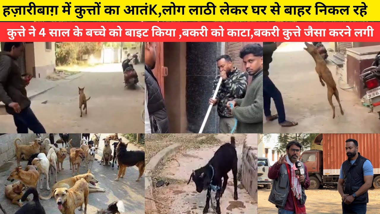 В Хазарибаге собаки вызвали панику; люди вышли на улицу с палками; собака укусила 4-летнего ребенка.