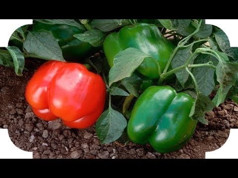 Vídeo: 8 Cultivos De Jardín Sin Pretensiones. Lista De Verduras Fáciles De Cultivar. Foto - Página 4 De 9