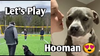 Cute Dogs Doing Funny Things | Cute Funny puppies And Dogs Compilation by INDIE VIRAL CONTENT 22 views 3 years ago 7 minutes, 18 seconds