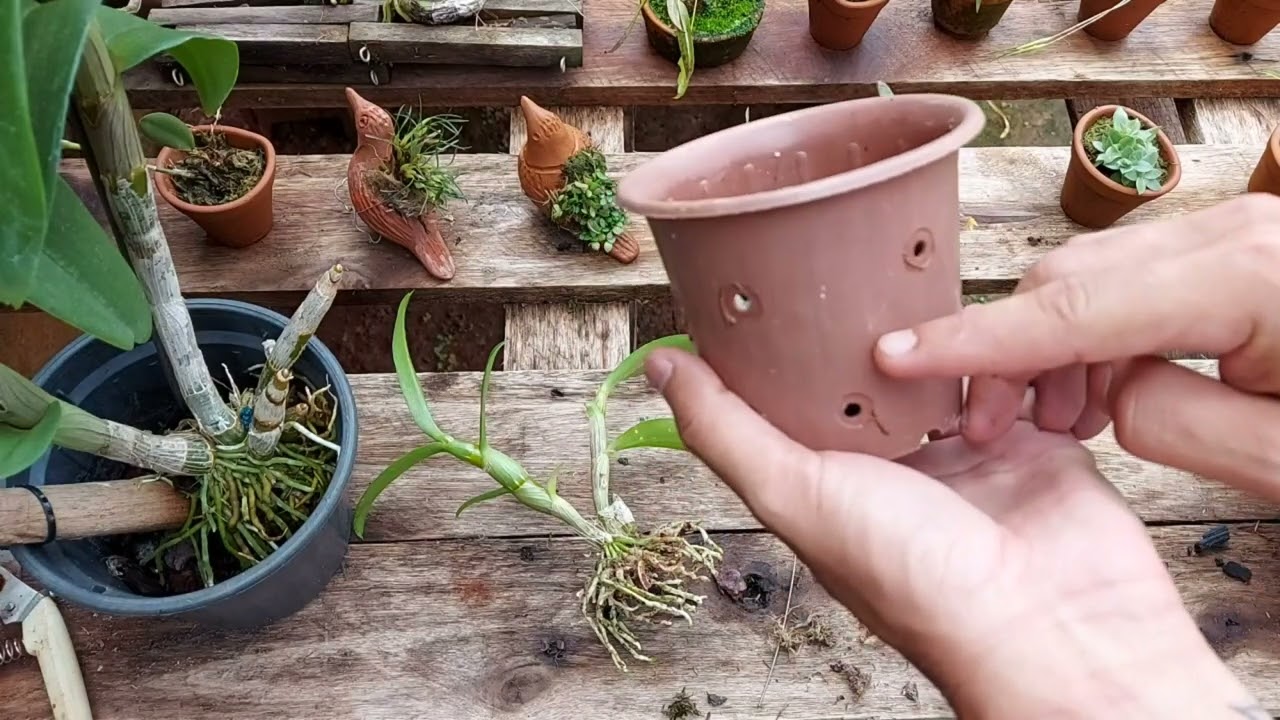 DESCOBRI O MELHOR JEITO DE PLANTAR UMA ORQUÍDEA DENPHAL!!!