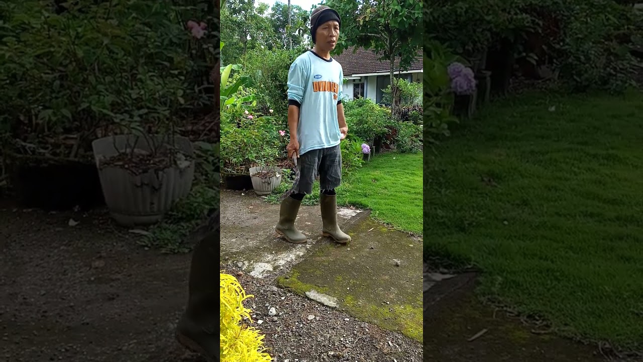 gebling di rumah nya