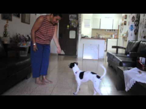 כתם מסמנת על צלצול טלפון 