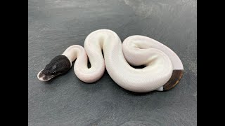 I can't believe I just hatched this Black and White Ball Python!