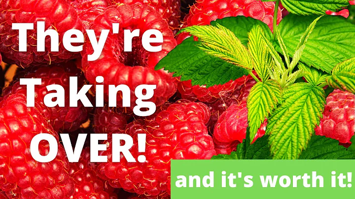 Watch This Before Planting Raspberries | Pruning Fall Bearing Heritage Raspberries | Guten Yardening