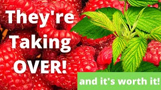 Watch This Before Planting Raspberries | Pruning Fall Bearing Heritage Raspberries | Guten Yardening