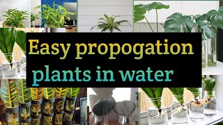 घर पर उगाये महंगे पौधे| Which plant propagation in water|अब पानी मे उगाये ये पौधे|