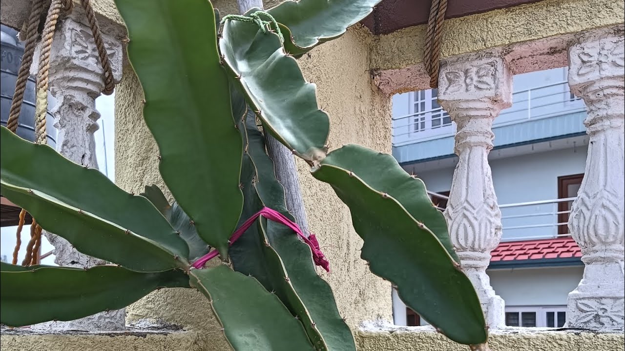 Dragon फ्रुटको फुलमा कमिला लाग्दा के औसधि हाल्ने होला ??