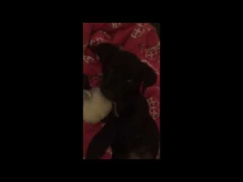 puppy pulling string