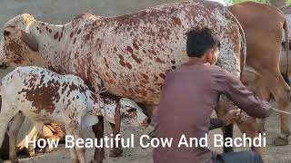 Rathi Cow Milking ?| 14 Litter Milk in a day | dairy farming in village |