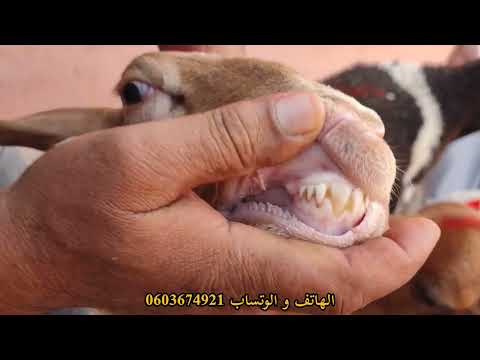 تم بيع لمتتبع من مدينة الحاجب الله يسخر ليه مرحبا0603674921 الله 