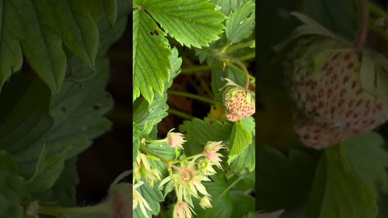 More strawberries coming in. 🍓