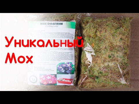 Video: Sphagnum мох менен чым чым ортосунда кандай айырма бар?