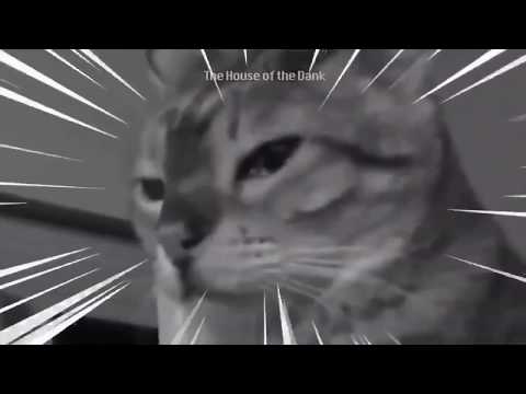 cat-fight-anime-style-meme-/-vine