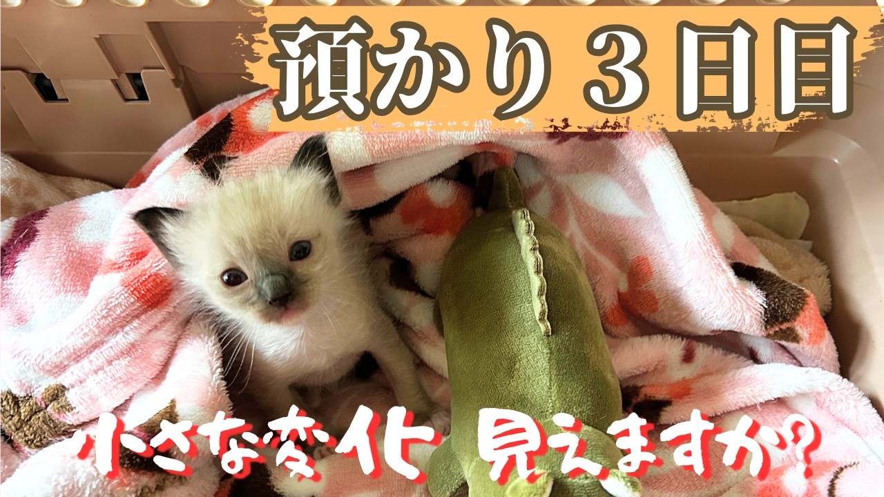 【生後２６日目🐾】