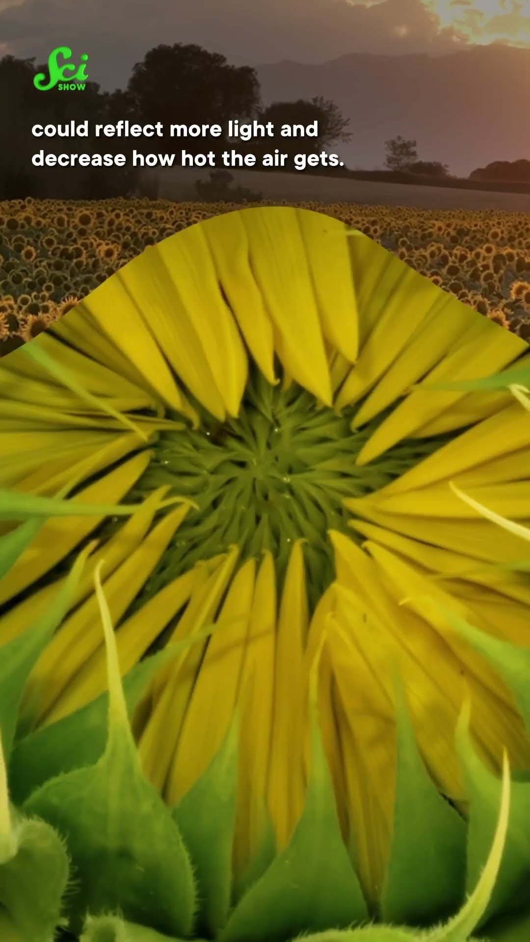 The Color of Your Crops Can Slow Down Global Warming #scishow #science #stem #shorts #sunflowers