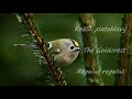 The Goldcrest showreel 2021 - mini speedy bird /Králik Zlatohlavý zostrih 2021 /Regulus regulus