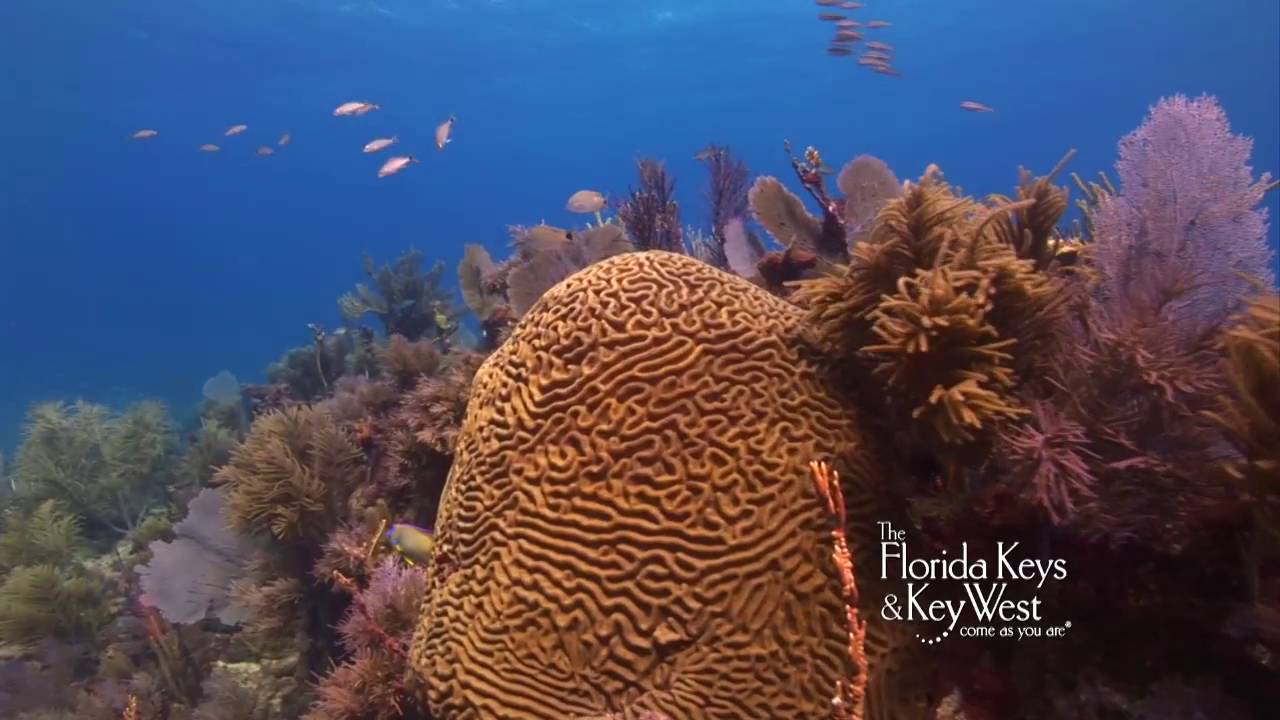 Dive Civil War Wreck, Elbow Reef, Key Largo YouTube Dive Civil War Wreck, Elbow Reef, Key Largo YouTube