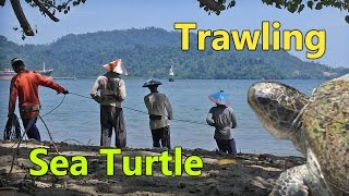 Elo Pukek - Penyu Terjerat Pukat/Jala - Sea Turtle - Trawling