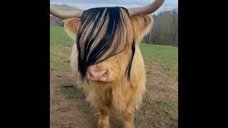 Emo Cow