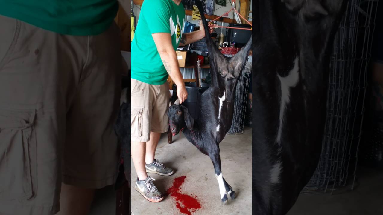 Pettigoat Hobby Farm: Butchering at our place