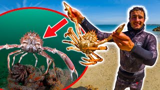 Pêcher et Manger les Araignées de Mer ! [Pêcher-Cuisiner-Manger]