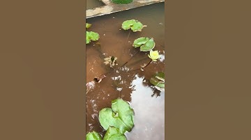 Thumbnail of Yellow water lily