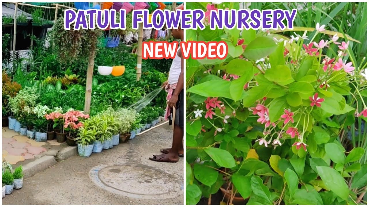 PATULI STREET NURSERY KOLKATA'S BEST FLOWER PLANT MARKET IN PATULI YouTube